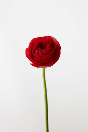 Valentine's Day, flower of red ranunculus, isolated on white backgroundの写真素材