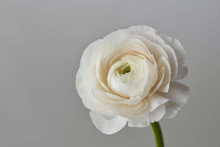 Valentine's Day, one white ranunculus flower on a gray backgroundの写真素材