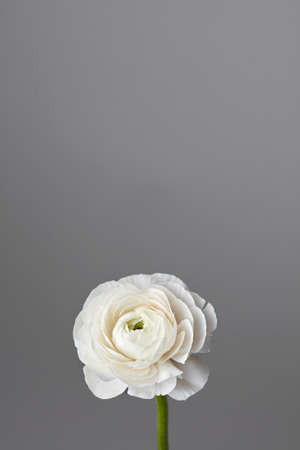 white ranunculus flower on a gray background, greeting cardの写真素材