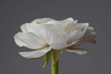 one white ranunculus on a gray background, the concept of a greeting card for Valentine's Day,...