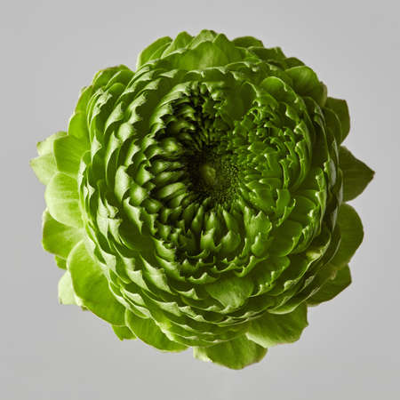 Valentine's Day, one green clove flower on a gray background top view
