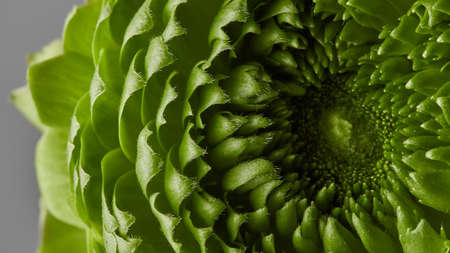 close-up of a beautiful green flower on a gray backgroundの写真素材