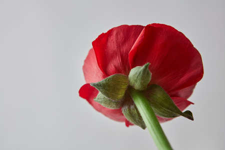 beautiful red ranunculus flower with green leaves on a gray background, greeting card for Valentine's Dayの写真素材