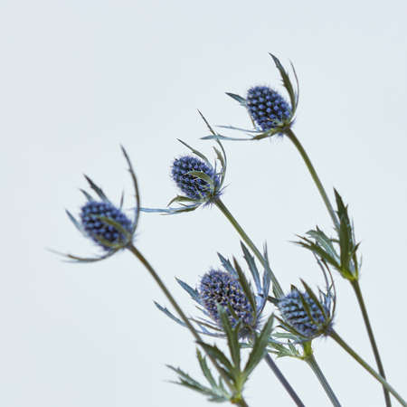 small blue eryngium flowers on a gray background.valentine day. Concept of greeting cardの写真素材