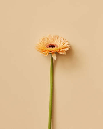 Beautiful beige gerbera flower on beige background. Greeting card. Valentine's Day, Mother's Day top view copy spaceの写真素材