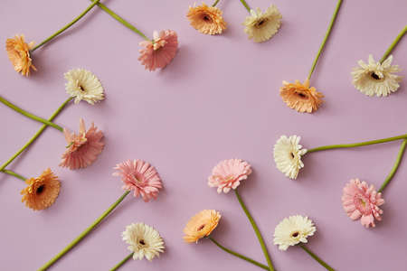 Creative pattern of various colorful gerberas on a pink paper backgroundの写真素材