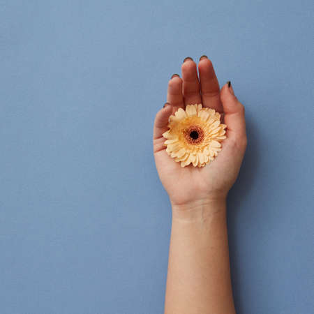 A girls hand holds an orange gerbera on a blue paper background