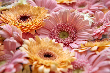 Natural floral background of bright gerberas. Flower conceptの写真素材