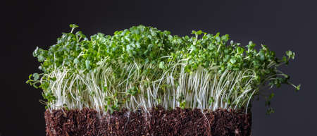 Green tiny sprouted growing out from organic soil isolated on black