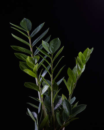 Closeup nature view of green leaf on back backgroundの写真素材