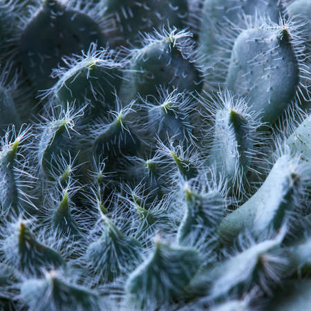 Natural background of petals Echeveria Bristlyの写真素材