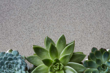 Corner frame from different plants Echeveria on a gray stone background