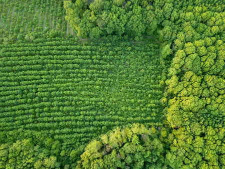 Forest and plantations of young trees. Concept of forest conservation. Drone photographÑの写真素材
