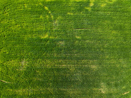 Aerial view green field in the countryside. Photo from the droneの写真素材