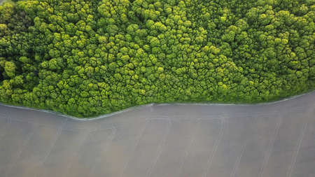 Aerial view a spring green forest and an asphalt road. Photo from the drone
