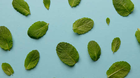 Pattern of green mint leaves on a blue backgroundの写真素材