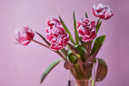Bouquet of tulips in a glass vase on a pink backgroundの写真素材