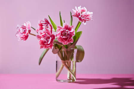 A composition of pink tulips in a glass vase on a pink background.の写真素材