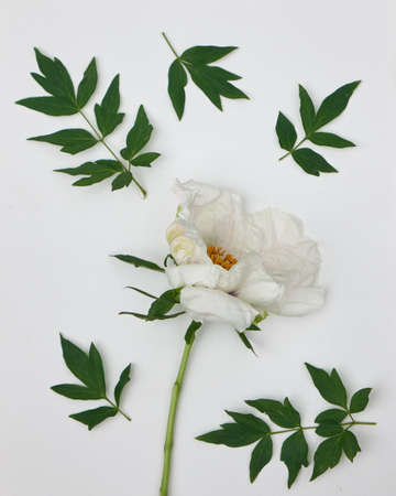 white peony with leaves isolated on white backgroundの写真素材