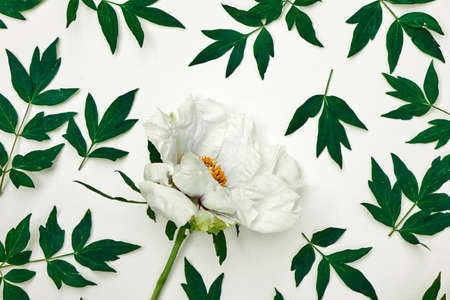 Pattern of white peony and leaves on white backgroundの写真素材