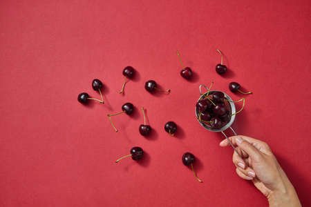 Fresh natural organic cherries in the female hands for making homemade delicious natural jam on a...
