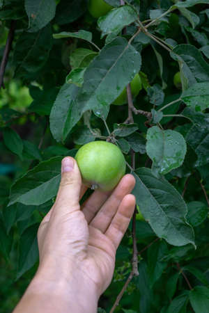 Green branch with a green apple in the garden. Men hand picking an apple from a tree