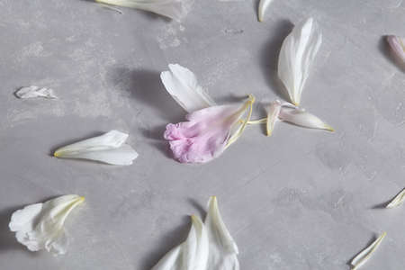 Fresh petals of a peony flower on a gray concrete background with copy space. Card. Flat lay