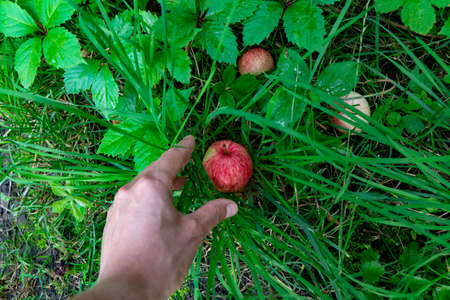 A mans hand picks up a ripe apple from the grass in the garden. The concept of a eco-friendly food. Top viewの写真素材