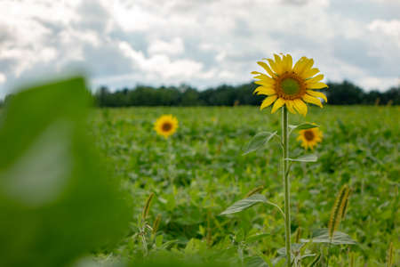 Flowering sunflowers in a field against a gray cloudy sky on a summer day