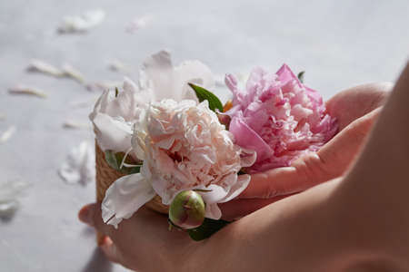 Hands of a woman holding a bouquet of pink peony in a waffle cone on a gray background with petals. Copy spaceの写真素材