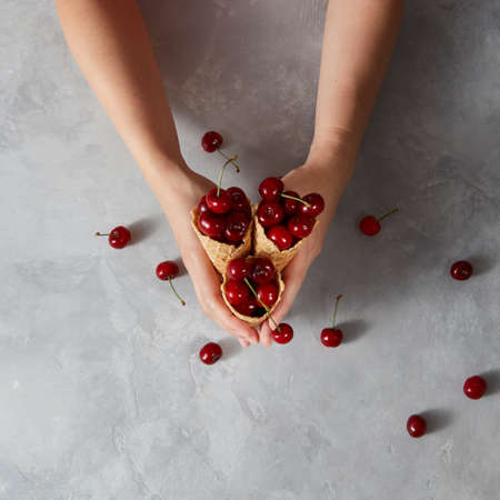 Freshly picked cherries with waffle cones in a womans hands on a gray background.