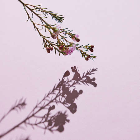 Spring composition, a branch of pink flowers on a pink background