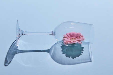 Pink flower in a glass on a blue background. Spring concept