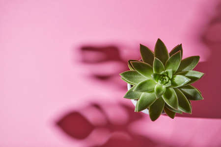 The top view composition with an single evergreen succulent plant is Eichveria, hard shadow plant is...