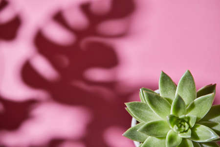 The top view composition with an single evergreen succulent plant is Eichveria, hard shadow plant is...