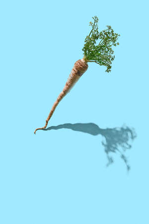 Healthy raw parsley root with green leaves on a blue background with reflection of the shadows and...