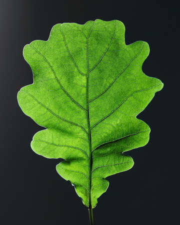 Closeup of oak green leaf with veins on black background with copy space. Top view