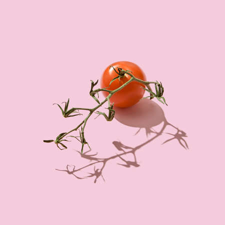 Stalk with red ripe tomatoes on a pink background with patterns from the shadows and copy space. Healthy food. Top viewの写真素材