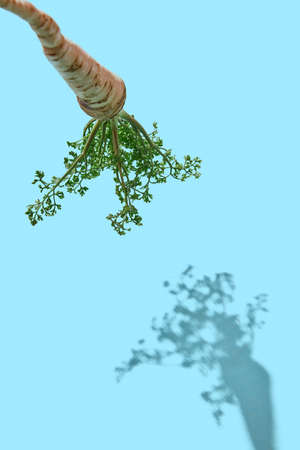 Fresh root with parschkin leaves against blue background with reflection of shadow and copy space. Spicy vegetable. Flat layの写真素材