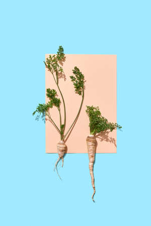 Parsley roots with green stems decorate a piece of paper on a blue background with copy space for text. Creative layout for your ideas.の写真素材