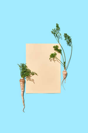 A piece of paper decorated with parsley roots with green leaves on a blue background with copy space. Creative postcard. Flat layの写真素材