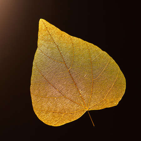 Macro photo of yellow leaf on a black background with copy space. Beautiful natural layout. Flat lay