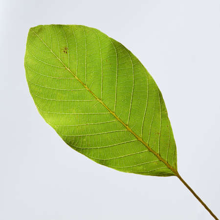 Closeup of fresh green leaf on gray background with copy space. Natural layout. Top view