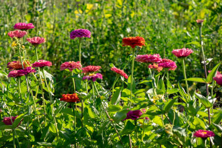 Various colorful flowers of cynia in the garden on a sunny day. Flower layoutの写真素材