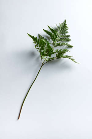 Fresh fern leaf on gray background with copy space. Natural layout. Top view