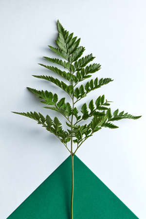 Fresh twig fern on a double dark green and gray background with copy space. Natural composition as a...