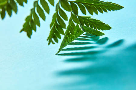 Macro photo green fern leaf with shadow pattern on blue background with copy space. Natural...