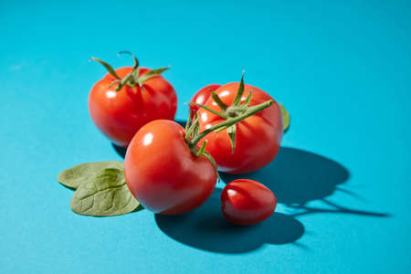 Ripe tomatoes with green stems and fresh spinach leaves on a blue background with a reflection of the shadows and space for text.の写真素材
