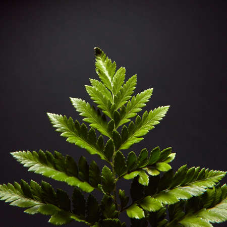Close-up of a beautiful green branch leaves of fern around a black background with space for text....