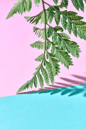 Natural mock-up of a fern leaf on a blue-pink double background with copy space and shadow pattern.の写真素材